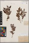 Foto von Salix cinerea L.